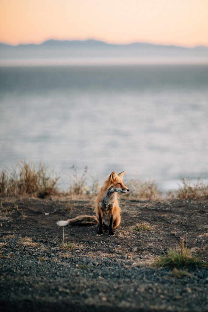 a fox looks perfectly posed for a photo on san juan island