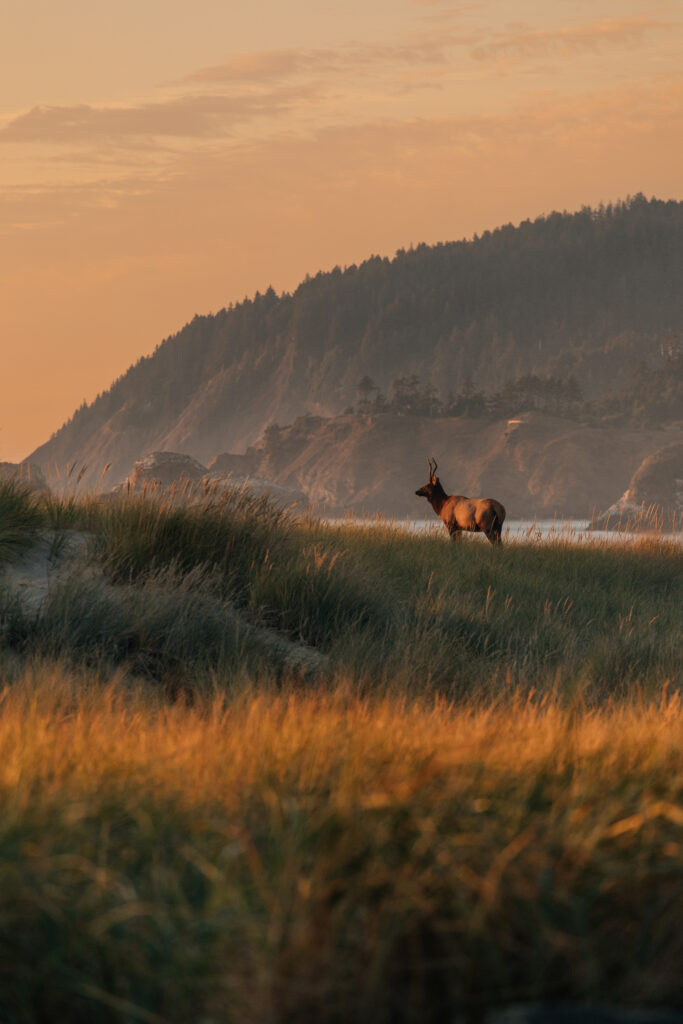 cannon beack elk overlooking sunset