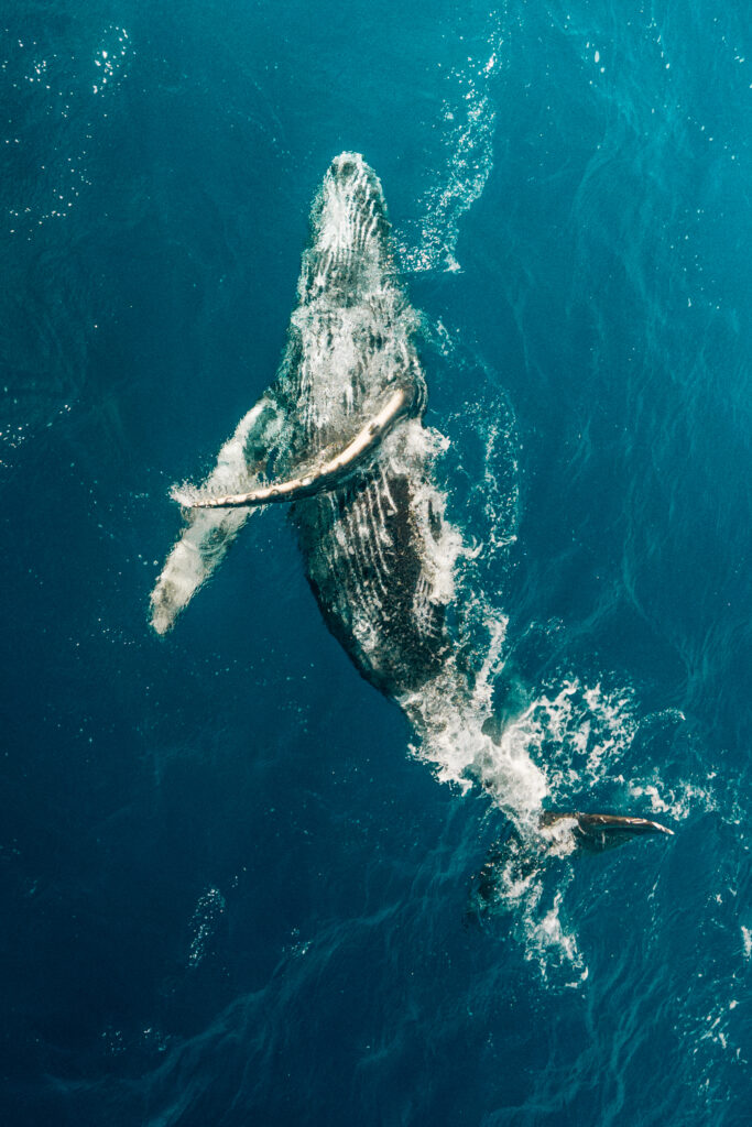 humpback whale jumping