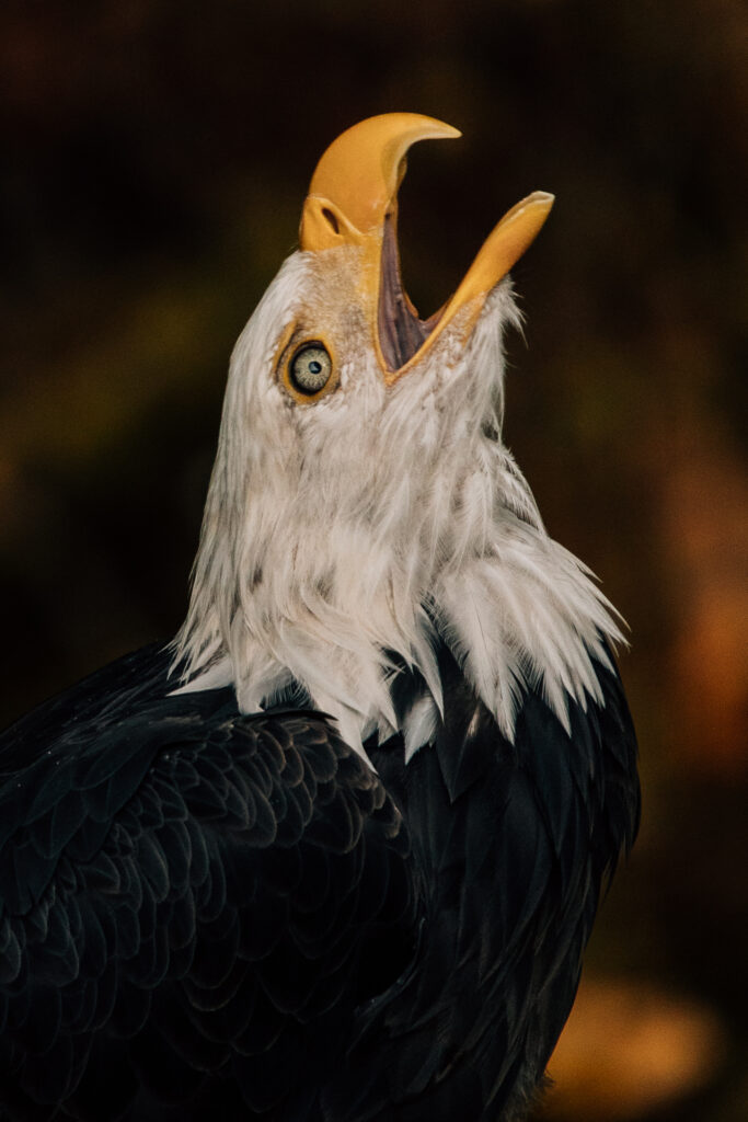 bald eagle very close up