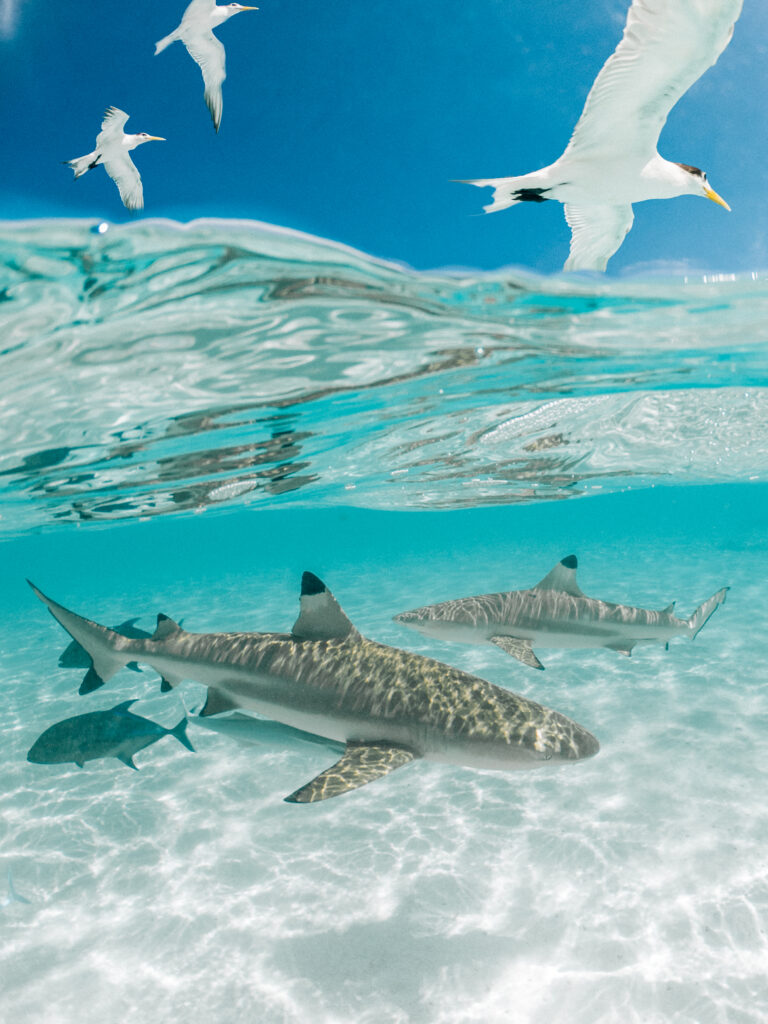 sharks swimming with birds above in moorea