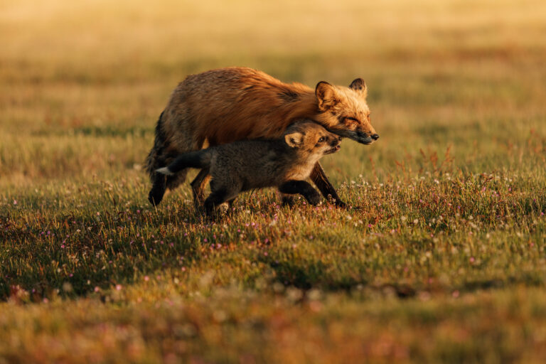 The Foxes of San Juan Island (Our Story)